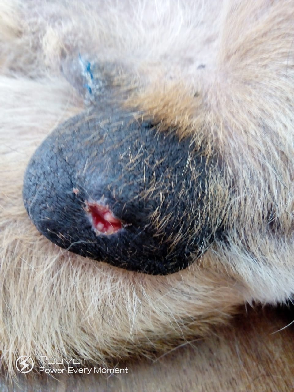 Behandlung von Hunden mit Stickertumor und Infektionen am Hoden