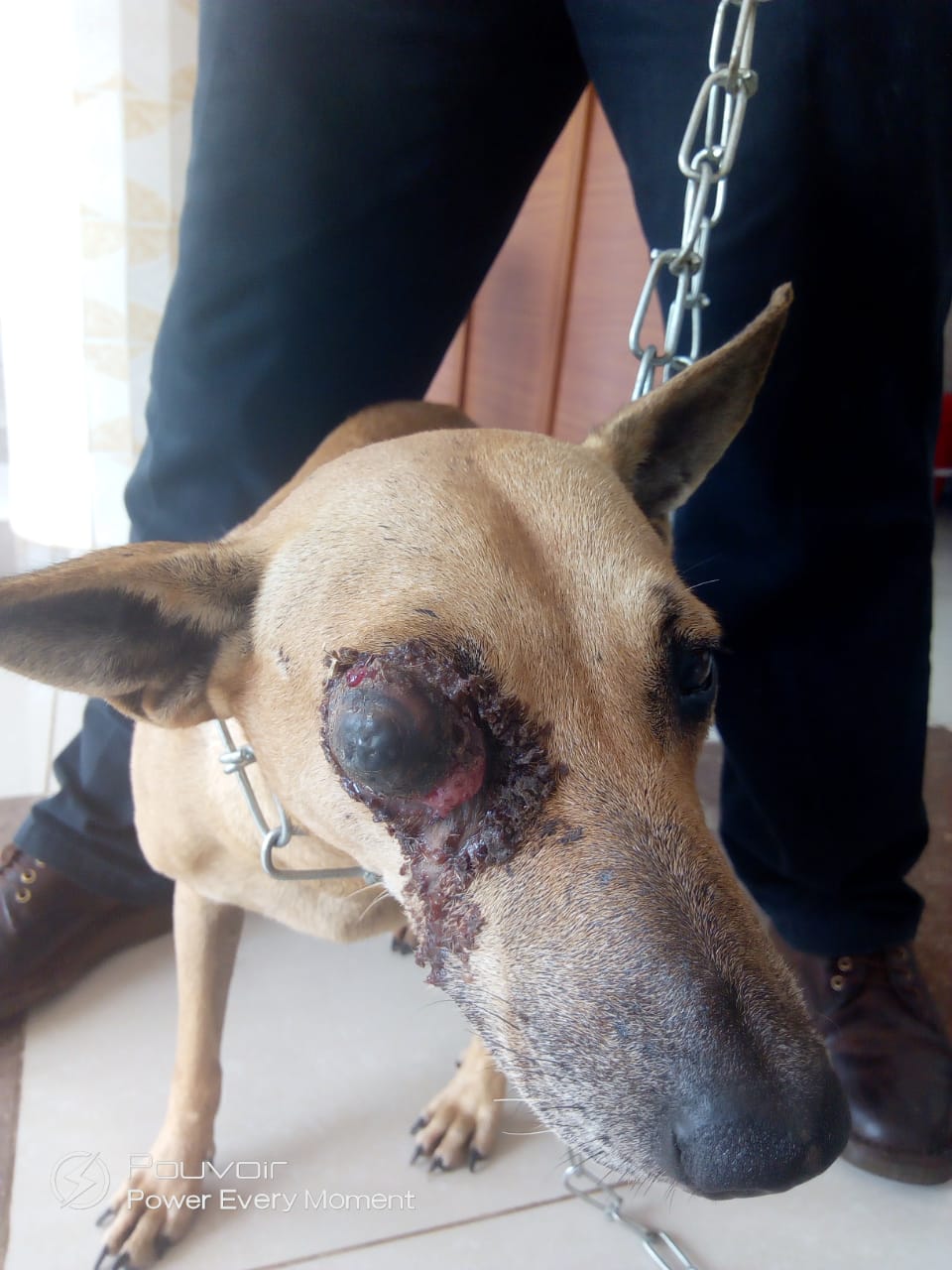Ein Jugendlicher hat einem Hund das Auge eingeschlagen